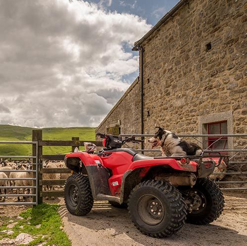 Border Collie waiting on the back of a red ATV for its owner